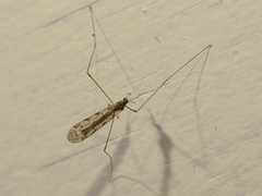 Rhipidia maculata