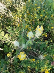 Astragalus dasyanthus