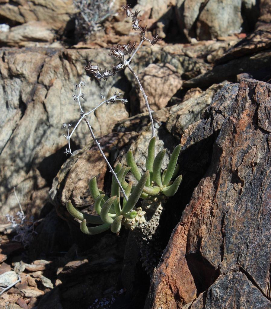Tylecodon rubrovenosus