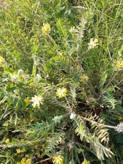 Astragalus dasyanthus