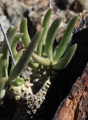 Tylecodon rubrovenosus