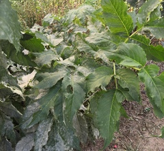 Erysiphe vanbruntiana