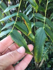Berberis