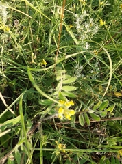 Astragalus dasyanthus