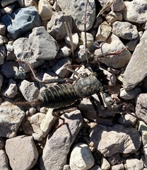 Mastigoproctus giganteus