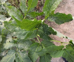 Erysiphe vanbruntiana