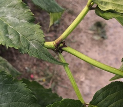 Erysiphe vanbruntiana