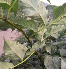 Erysiphe vanbruntiana