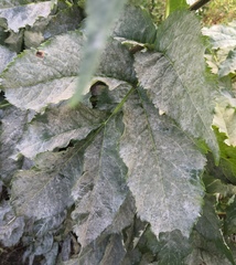 Erysiphe vanbruntiana