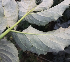 Erysiphe vanbruntiana