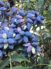 Berberis