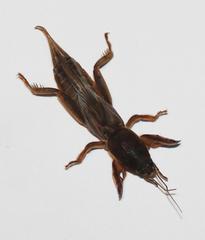 Gryllotalpa africana