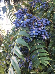Berberis