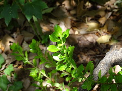 Escallonia rubra macrantha