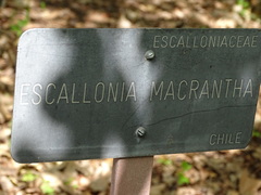 Escallonia rubra macrantha