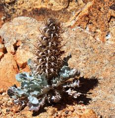 Acanthopsis ludoviciana