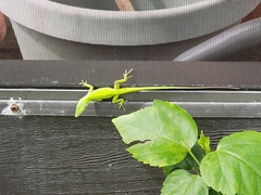 Anolis carolinensis