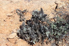 Acanthopsis ludoviciana