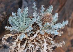 Acanthopsis ludoviciana