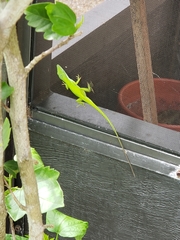 Anolis carolinensis