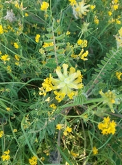 Astragalus dasyanthus