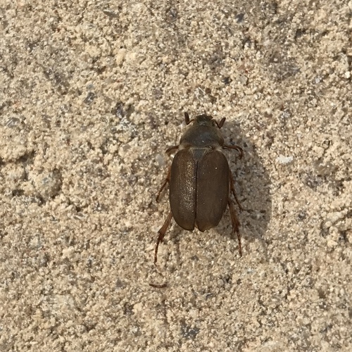 Florida Hypotrichia photo 2