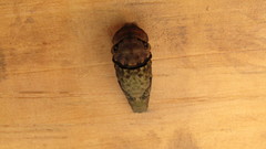 Papilio garamas