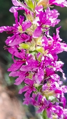 Lythrum salicaria