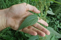 Urtica galeopsifolia