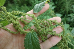 Urtica galeopsifolia