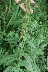 Urtica galeopsifolia