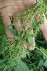 Urtica galeopsifolia