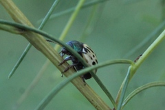 Leptinotarsa lineolata