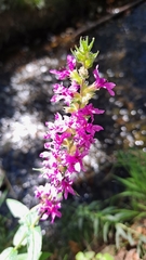 Lythrum salicaria