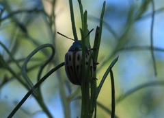 Leptinotarsa lineolata