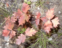 Toxicodendron radicans verrucosum