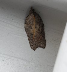 Acleris effractana