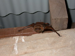 Taphozous nudiventris