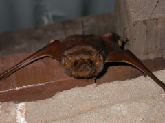 Taphozous nudiventris