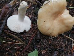 Russula farinipes