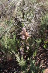 Erica paniculata