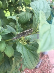 Melanoplus bivittatus