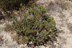 Phylica strigosa australis