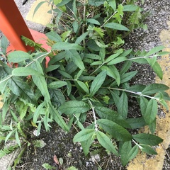 Buddleja davidii