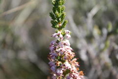 Erica paniculata