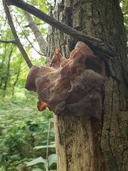 Auricularia angiospermarum