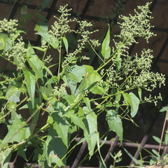 Chenopodiastrum hybridum