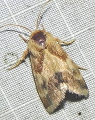 Schinia lynx