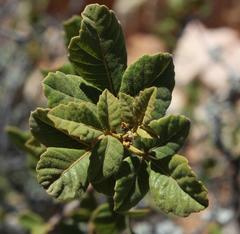 Searsia populifolia