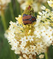 Trichostetha capensis hottentotta